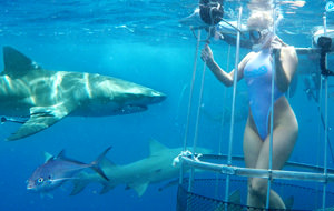 El erotismo entre tiburones de Molly Cavalli