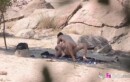 Polvazo silvestre a orillas de un pantano grabado con una cámara oculta