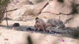 Polvazo silvestre a orillas de un pantano grabado con una cámara oculta